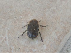 Tropinota hirta