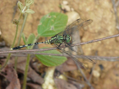 Orthetrum serapia