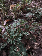Corydalis glaucescens
