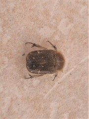 Tropinota hirta