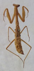 Stagmomantis nahua