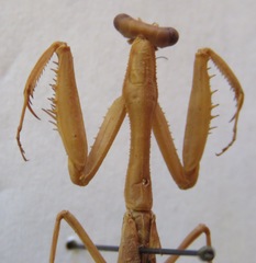 Stagmomantis nahua