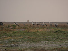 Bugeranus carunculatus