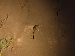 Genetta maculata image