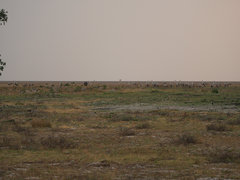 Bugeranus carunculatus