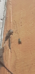Astylus atromaculatus