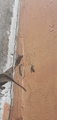 Astylus atromaculatus