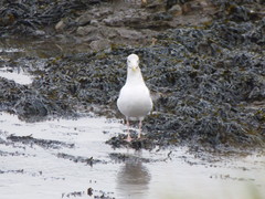 Larus argentatus