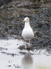 Larus argentatus