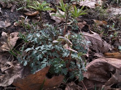 Corydalis glaucescens