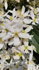 Clematis armandii