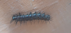 Dione vanillae