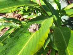 Smilisca baudinii