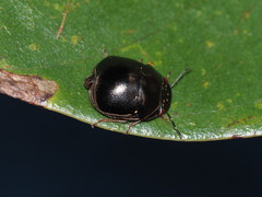 Brachyplatys punctipes