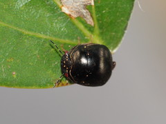 Brachyplatys punctipes