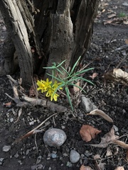 Gymnospermium altaicum