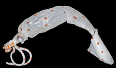 Leachia cyclura