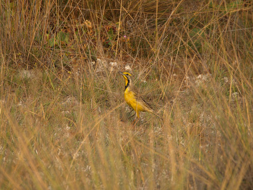 (c) Peter Archdale, some rights reserved (CC BY), uploaded by Peter Archdale iNaturalist image