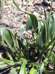 Echiostachys ecklonianus