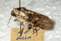 Cucullia absinthii