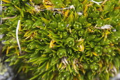 Colobanthus strictus