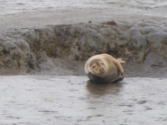 Halichoerus grypus atlantica