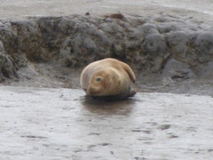 Halichoerus grypus atlantica