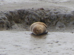 Halichoerus grypus atlantica