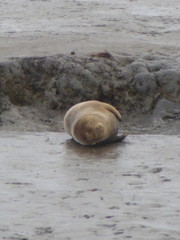 Halichoerus grypus atlantica