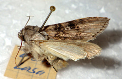 Cucullia absinthii