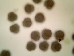 Sphaerocarpos michelii