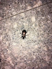 Carabus cumanus