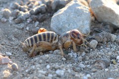 Ammopelmatus pictus