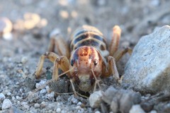 Ammopelmatus pictus