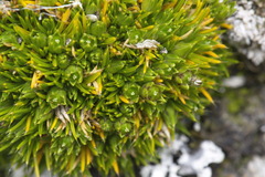 Colobanthus strictus