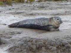 Phoca vitulina