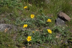 Balsamorhiza macrolepis
