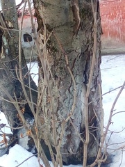 Aesculus hippocastanum
