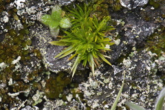 Colobanthus strictus