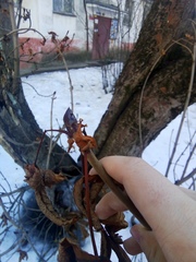 Aesculus hippocastanum