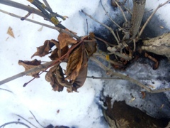 Aesculus hippocastanum