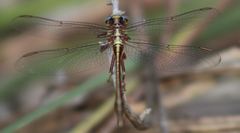 Phanogomphus minutus