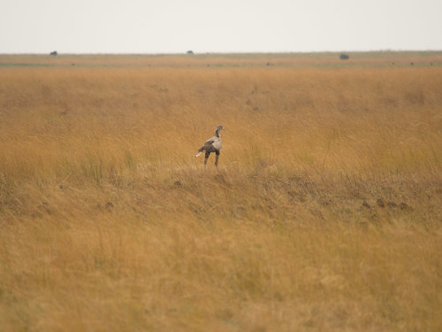 Secretarybird