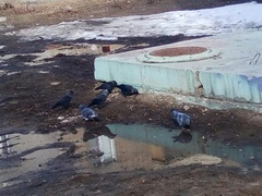 Corvus monedula