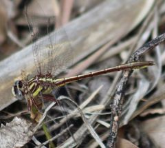 Phanogomphus minutus