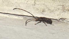 Phoenicobiella chamaeropis image