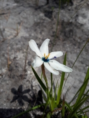 Aristea cantharophila