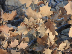 Quercus × undulata