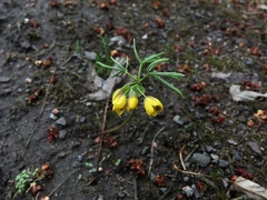 Gymnospermium altaicum