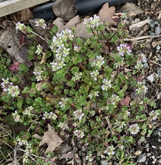 Cochlearia danica